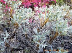 Astracantha-arnacanthoides_побеги